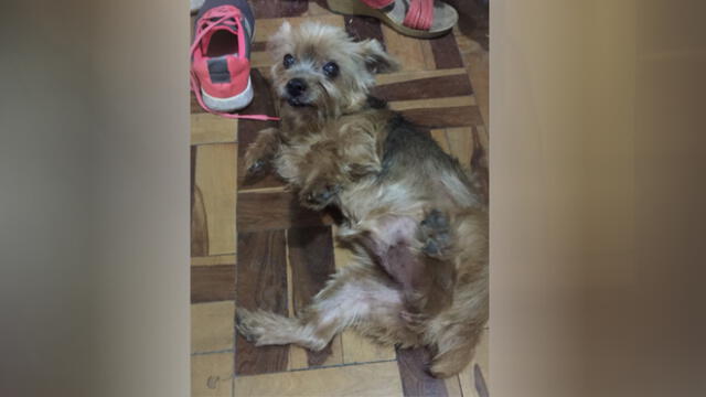 San Luis: continúan en la búsqueda de mascota perdida hace tres meses