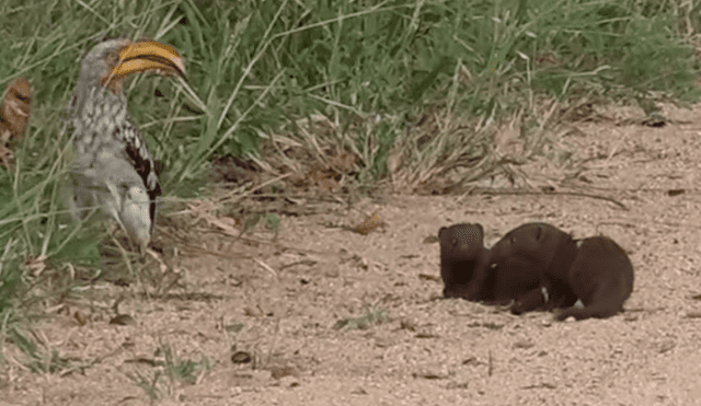 Facebook viral: mangosta finge su muerte frente a hambrienta ave para salvar su vida [VIDEO]