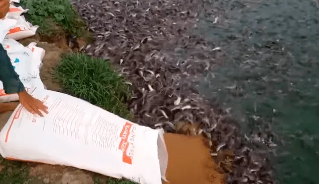 En YouTube, un joven acudió al río para pescar, sin imaginar que encontraría miles de animales marinos.