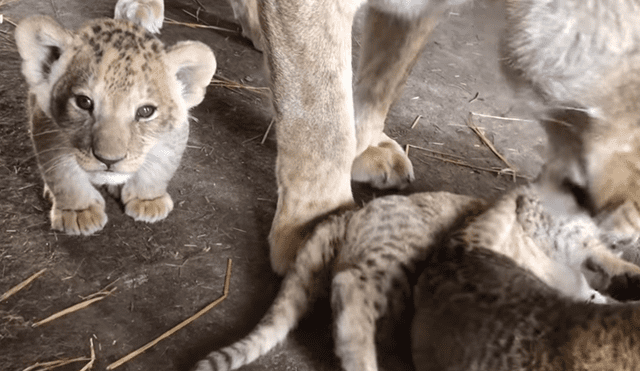 Cuidador de leones ingresa a jaula de familia de felinos, sin imaginar lo que pasaría al acercarse.