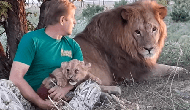 Un arriesgado hombre ingresó a recinto de leones para alimentar a león bebé.