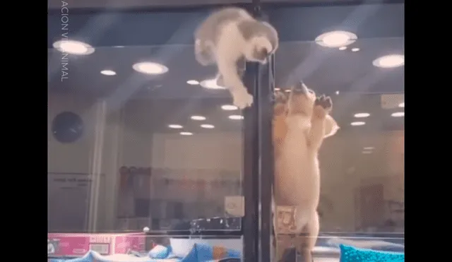 Facebook viral: Gatito huye de jaula para reunirse con perro, que es su mejor amigo [VIDEO]