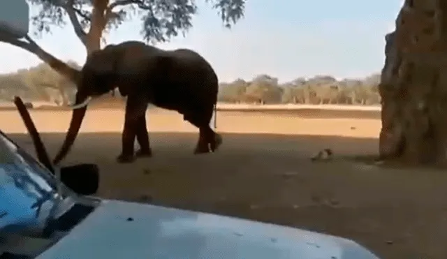 Enorme elefante tropieza con mujer y hace lo impensado para sacarla de su camino [VIDEO]
