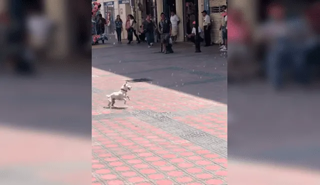 Desliza las imágenes hacia la izquierda para observar la entusiasmada actitud de un perro al jugar con burbujas en la calle.