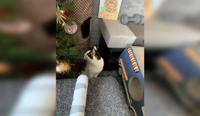 Desliza las imágenes para ver la reacción de un gato cuando su dueño lo encontró frente al árbol navideño. Foto: Twitter