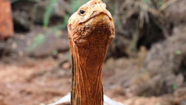 Diego, la tortuga gigante que salvó a su especie de la extinción gracias a su apetito sexual. Foto: Difusión