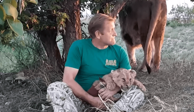 Un arriesgado hombre ingresó a recinto de leones para alimentar a león bebé.