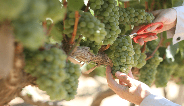 Uva fresca lidera las agroexportaciones en el primer trimestre de este año