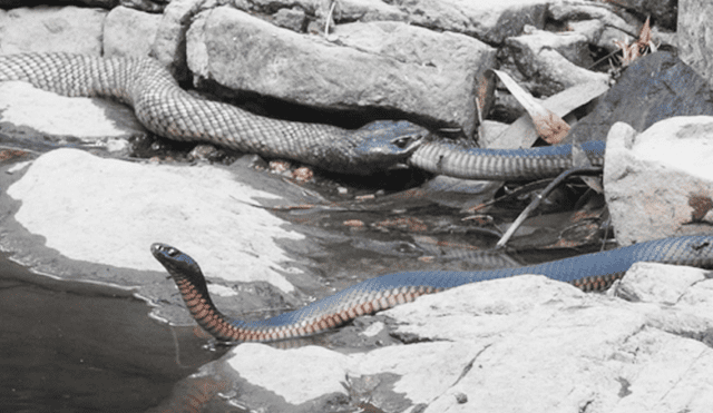Facebook viral: dos temibles serpientes luchan a muerte y final deja sorprendidos a miles [VIDEO]