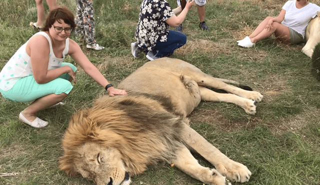 León 'perezoso' arruina fotografía de turistas que hacían safari al quedarse dormido en todo el tour.