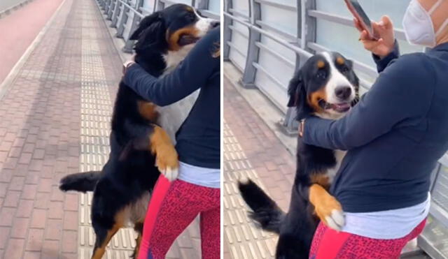 Desliza para ver más imágenes de este emotivo reencuentro entre un perro y su dueña. Foto: captura de TikTok