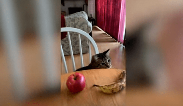 Desliza las imágenes para conocer las habilidades de un gato al cumplir con los desafíos creados por su dueña.