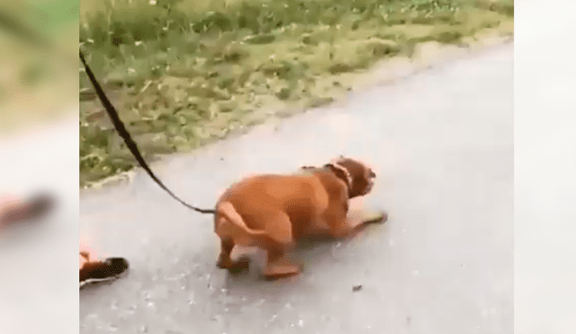 En Facebook, un perro salió a dar su primera caminata con su nueva familia y saltó de alegría por la calle.
