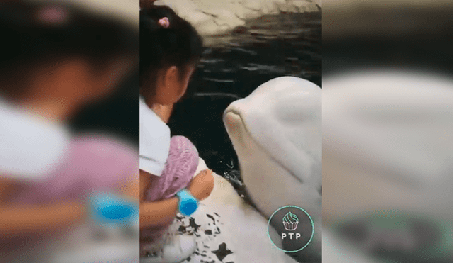 En YouTube, unos padres captaron el tierno momento de su menor hija cuando un delfín se le acercó.