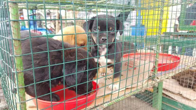 Municipalidad de Lima responde tras acusaciones por permitir venta ilegal de mascotas