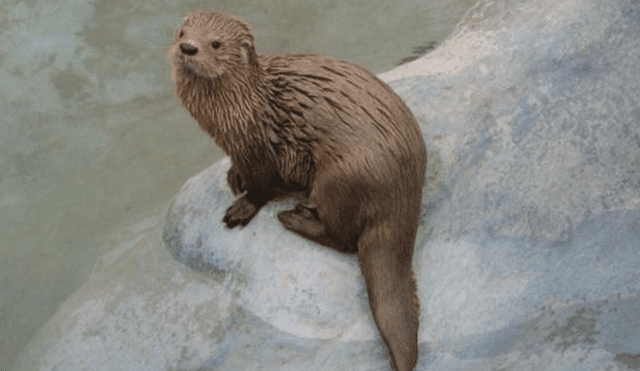 20 Animales en peligro de extinción y extintos en Perú 2019 [FOTOS]