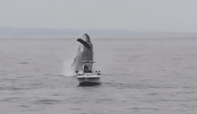 Enorme ballena irrumpe cerca de barco de un pescador que estaba en altamar.