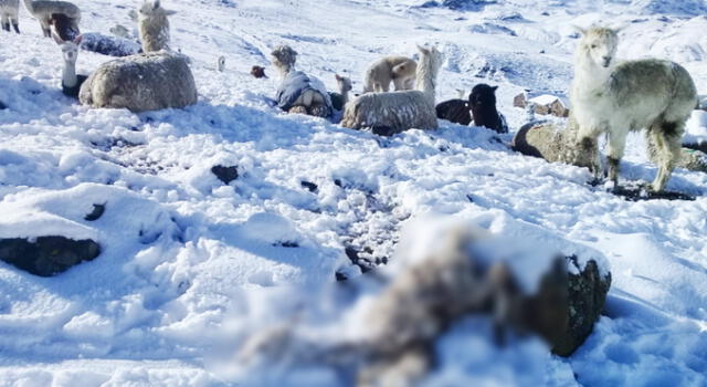 Puno: 50 alpacas muertas y 90 hectáreas dañadas por granizada y desborde de río