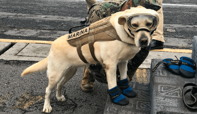 Twitter lanza hashtag con emoji de 'Frida' para honrar a perros rescatistas