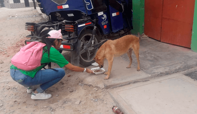 Voluntarios llevaron alimentos a animales callejeros por Navidad