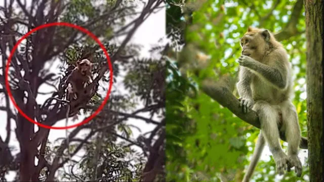 A la izquierda, uno de los monos ladrones con una prueba de COVID-19. A la derecha, foto referencial de la especie del primate. Foto: composición