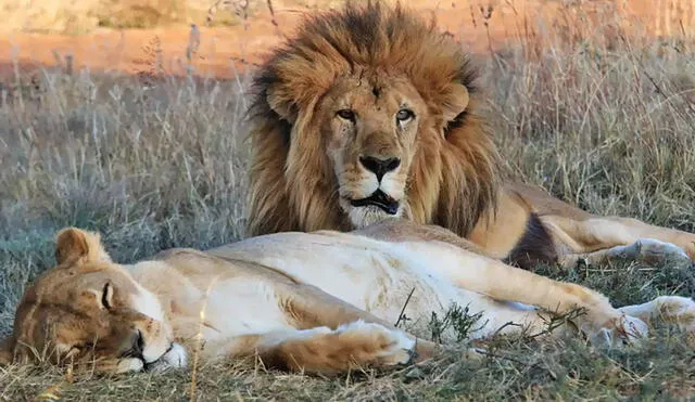 Leo y Muñeca estuvieron juntos por varios años, en las buenas y en las malas, hasta que la leona falleció a causa de una enfermedad. Foto: Animal Defenders International