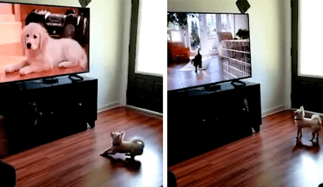 Desliza las imágenes para observar la emotiva reacción de un perro al notar a otros animales en la televisión.