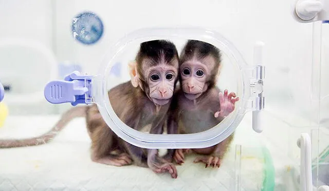 Los macacos fueron protegidos por la vacuna ChAdOx1 nCoV-19. Foto:  difusión (referencial)
