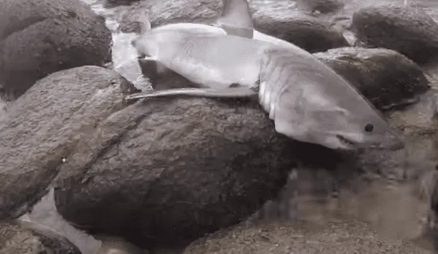 YouTube viral: preciso momento en que extraña criatura emerge del fondo del océano [VIDEO]