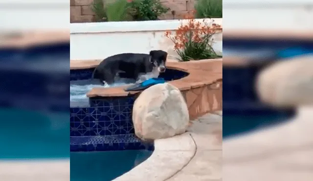 En Facebook, una familia estaba aterrada al percatarse de la presencia de un animal en su piscina.