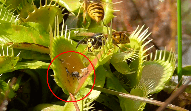 YouTube Viral: Mira el preciso instante en que avispa es devorada por planta carnívora [VIDEO]