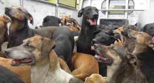 Denunciarán a dueños de los perros que tienen rabia canina en Arequipa