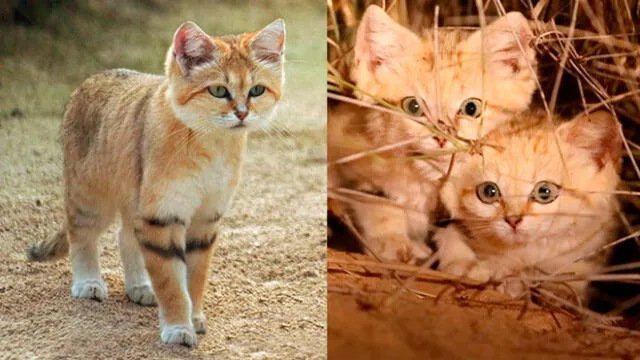 “Adorable pero letal”: el gato de las arenas está en la ‘lista roja’ desde 2010