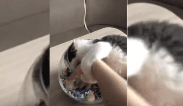 Video es viral en YouTube. Joven se acercó al recipiente para comerse un dulce y el felino la sorprendió con su peculiar conducta.