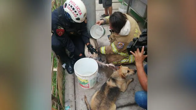 Cercado de Lima: rescatan a mascotas de incendio en taller de madera [VIDEO]