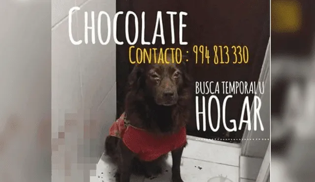 Callao: Piden ayuda para perro que fue ultrajado y golpeado en mercado 