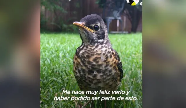 La joven ayudó a que el ave pueda recuperarse y para que luego pueda valerse por sí misma. Foto: El Dodo / Facebook