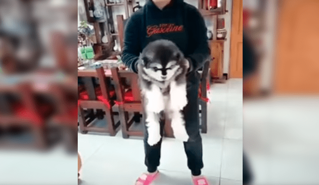 Facebook viral: grabó crecimiento de perro y su increíble tamaño de adulto sorprendió a todos [VIDEO]