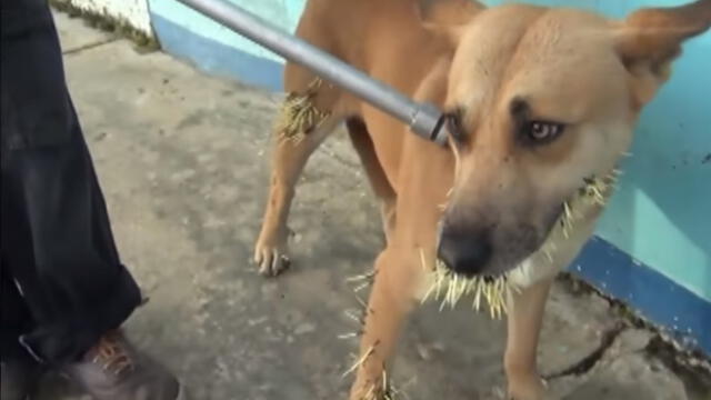 Facebook Viral: Terrible final tuvo un perro al atacar a un puercoespín [VIDEO]