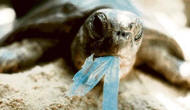 Tortugas marinas en riesgo por plástico y caza ilegal