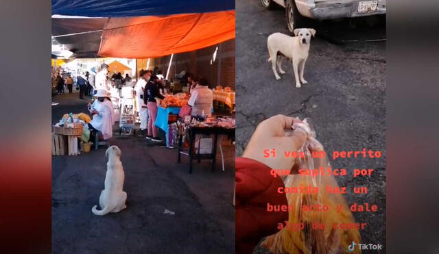 Desliza las imágenes para ver el amoroso gesto que tuvo un perrito callejero al recibir comida de una bondadosa mujer. Foto: captura de TikTok/@melissavargasmx