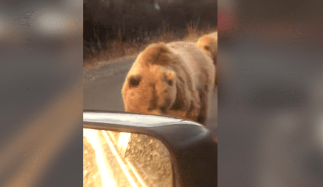 YouTube viral: Conductor es acechado por gigantesco oso en autopista y ocurre aterrador momento [VIDEO]