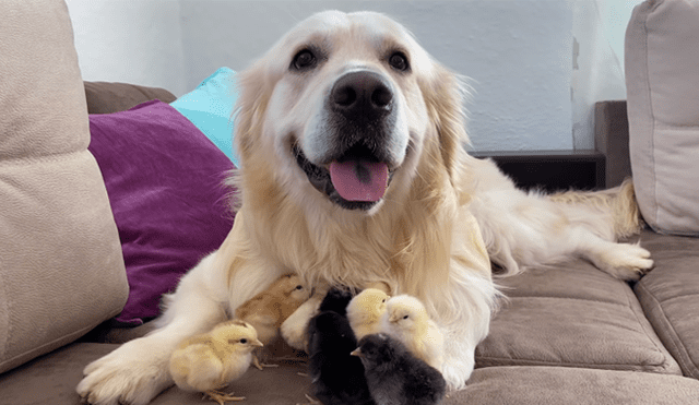 Un perro protagonizó un tierno momento junto a un grupo de patos bebé. Foto: YouTube