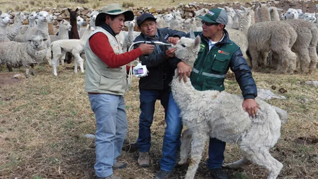 Puno: aplican antibióticos a 2500 alpacas de Nuñoa por bajas temperaturas