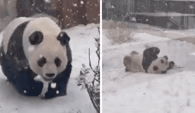 El panda se emocionó al ver la nieve y jugó como todo un bebé sobre el manto blanco. Foto: captura