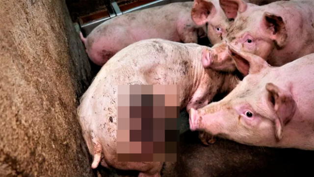Los cerdos se encontraban en pésimas condiciones, pese a pertenecer a una granja afiliada al sistema de alimentos de Irlanda del Norte. Foto: Difusión