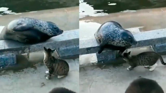 YouTube: foca intenta darle cariño a un gato y termina noqueado [VIDEO]