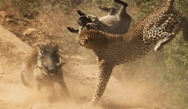 El leopardo persiguió y capturó al pequeño jabalí delante de un grupo de turistas, quienes fueron testigos cómo la madre del cerdo salvaje protege a su cría.