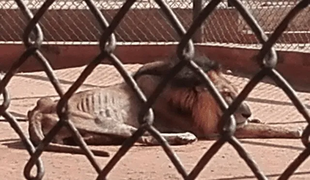 Venezuela: Animales desnutridos de zoológicos serán trasladados a Europa 