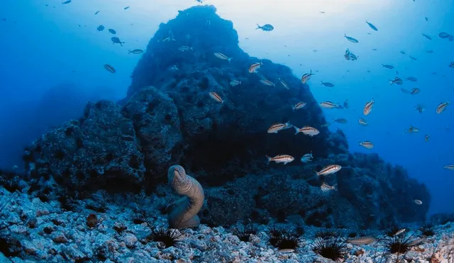 La cordillera submarina de Nasca se formó hace 26 millones de años y es parte de la Dorsal de Nasca, Foto: Sernanp